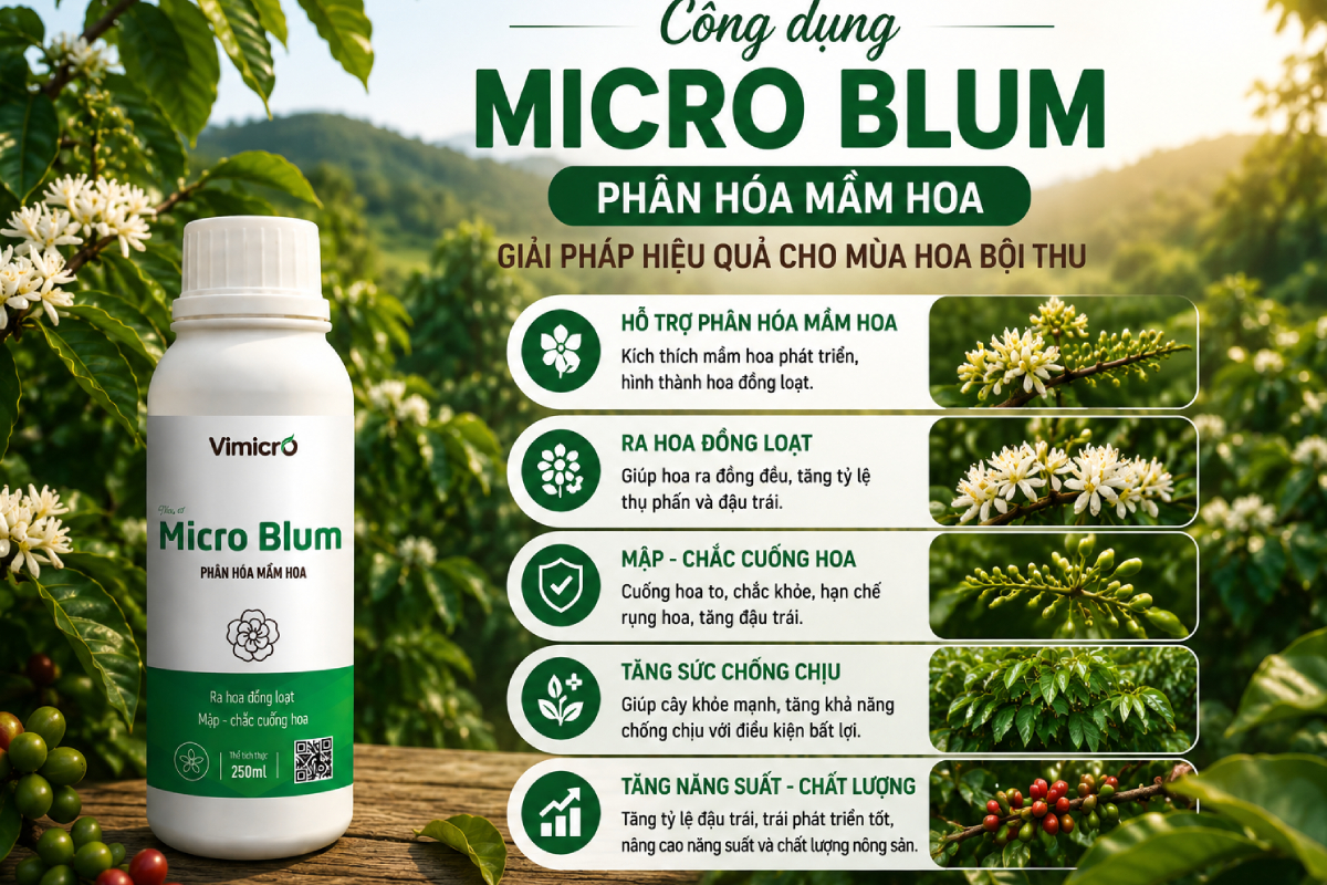 Công dụng của chế phẩm sinh học phân hoá mầm hoa Micro Blum