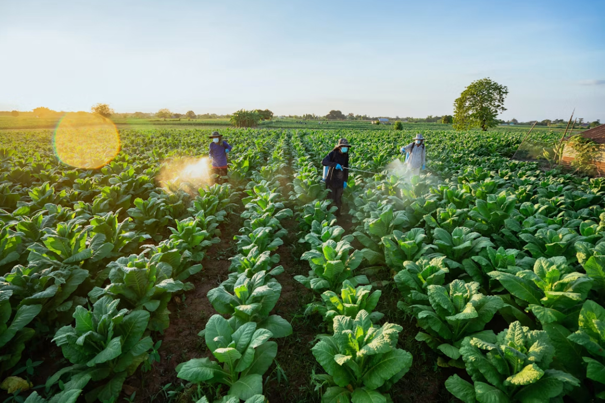 Hướng Dẫn Sử Dụng Micro Soil Hiệu Quả