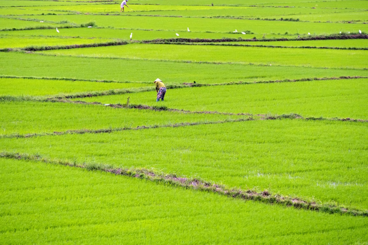 Hướng dẫn biện pháp kỹ thuật quản lý lúa ma