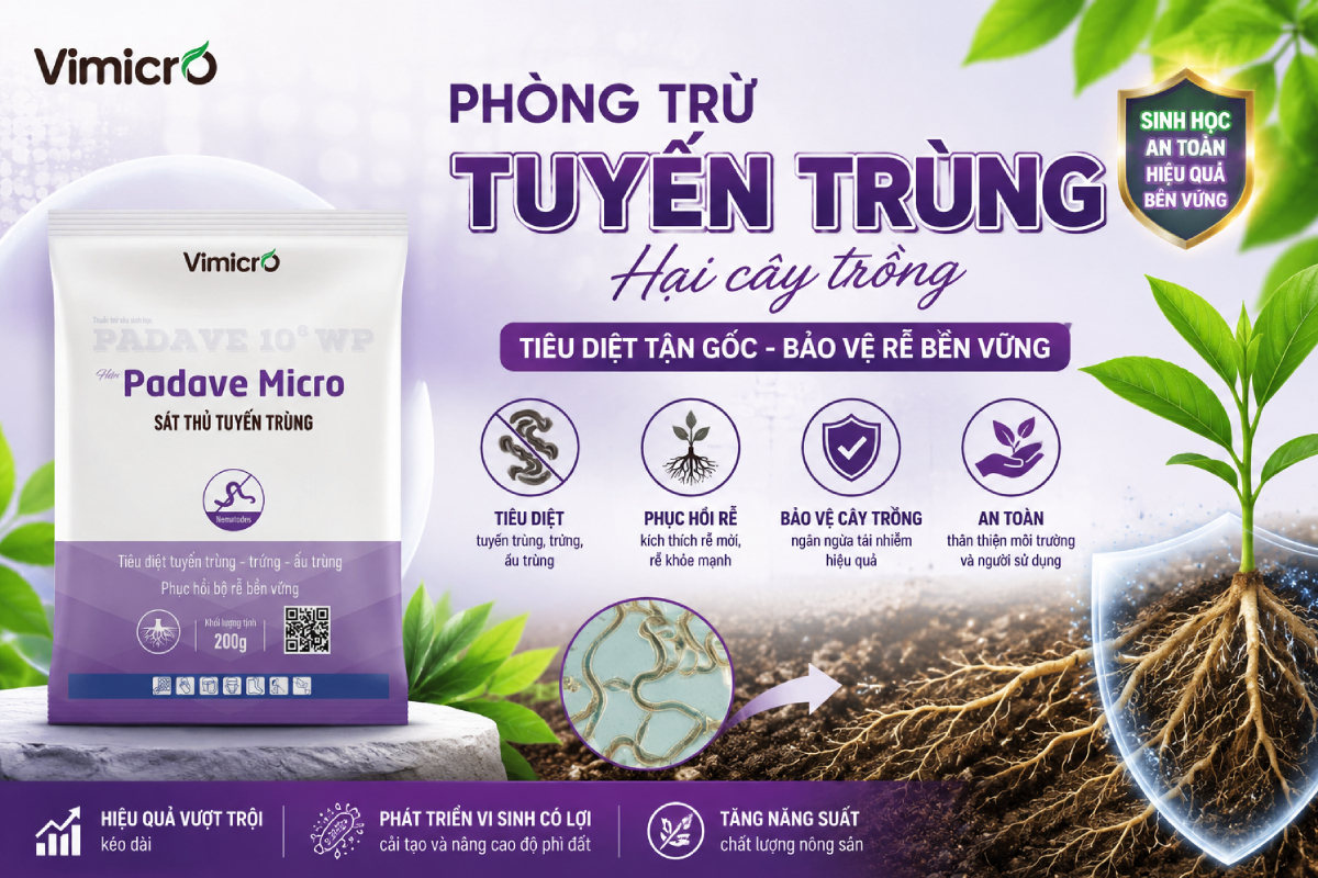 Phòng trừ bệnh tuyến trùng gây hại cho cây trồng bằng chế phẩm sinh học Padave Micro