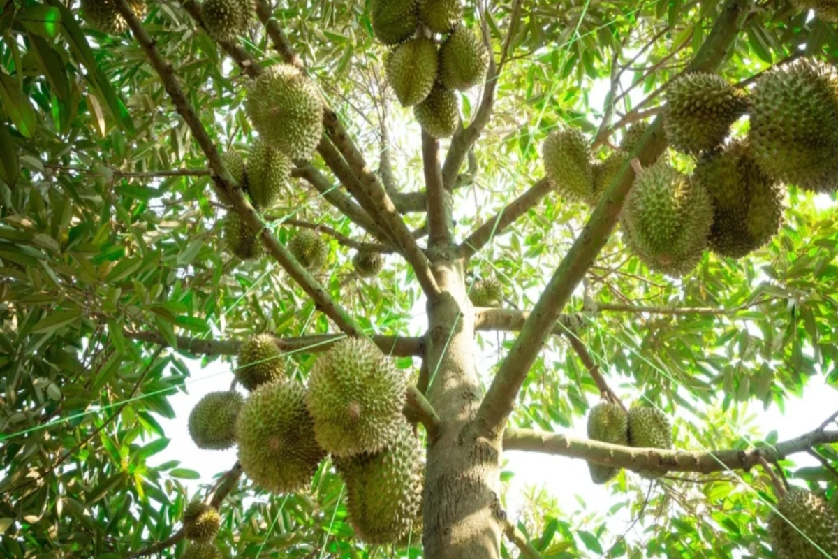 Trái sầu riêng trưởng thành trên cây