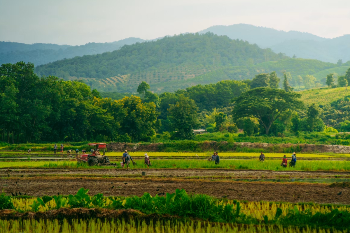 Ứng dụng của chế phẩm sinh học Tricho Mix trong nông nghiệp