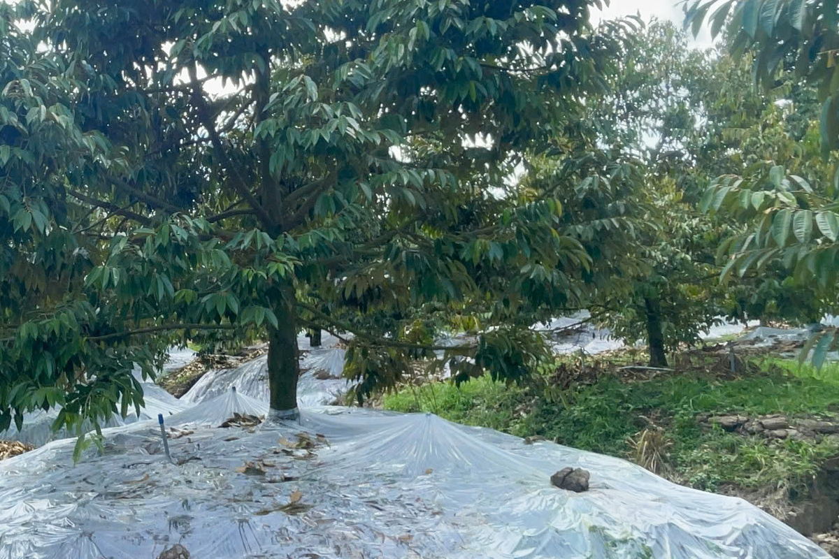 Xiết nước kích thích cây sầu riêng ra hoa đồng loạt