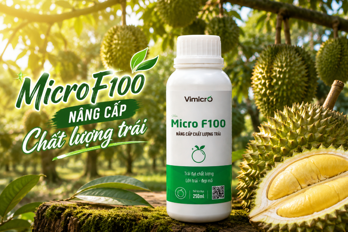 thuốc sinh học nâng cấp chất lượng trái Micro F100