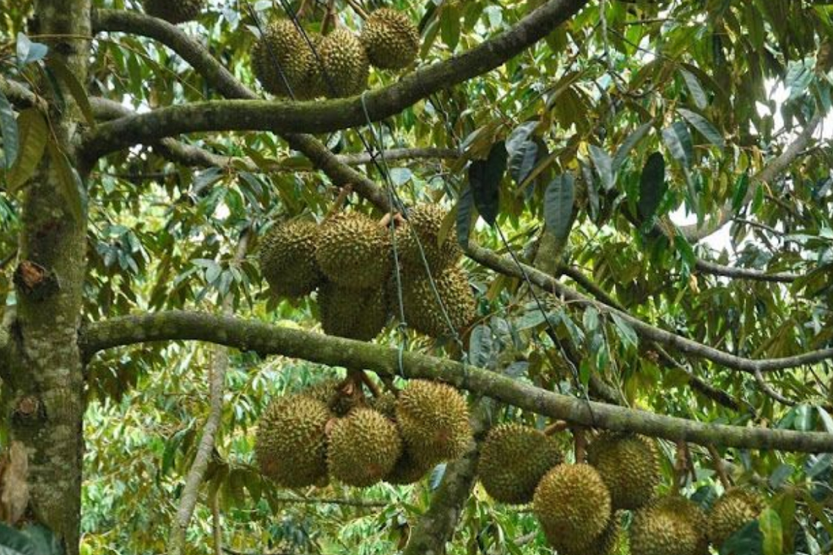 Trái sầu riêng lớn nhanh sau khi đậu trái