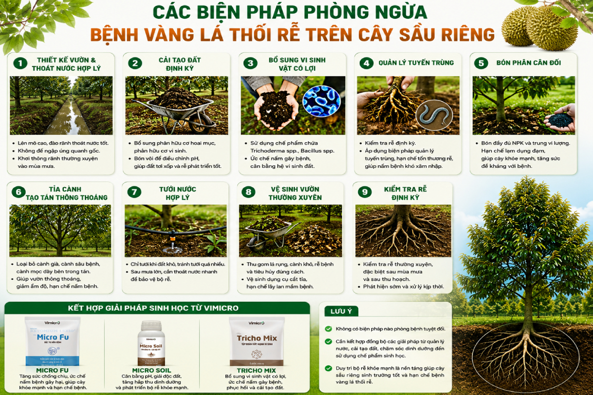Để hạn chế nguy cơ bệnh vàng lá thối rễ trên cây sầu riêng, nhà vườn cần kết hợp nhiều biện pháp canh tác và chăm sóc ngay từ đầu