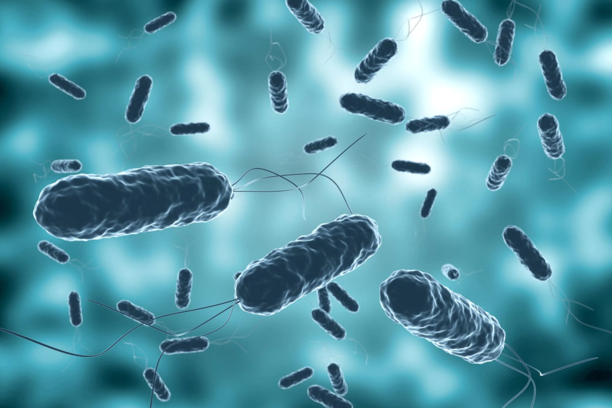 Bacillus sp. có khả năng nội sinh bào tử, giúp vi khuẩn có thể chống chịu và tồn tại trước các điều kiện bất lợi của môi trường.