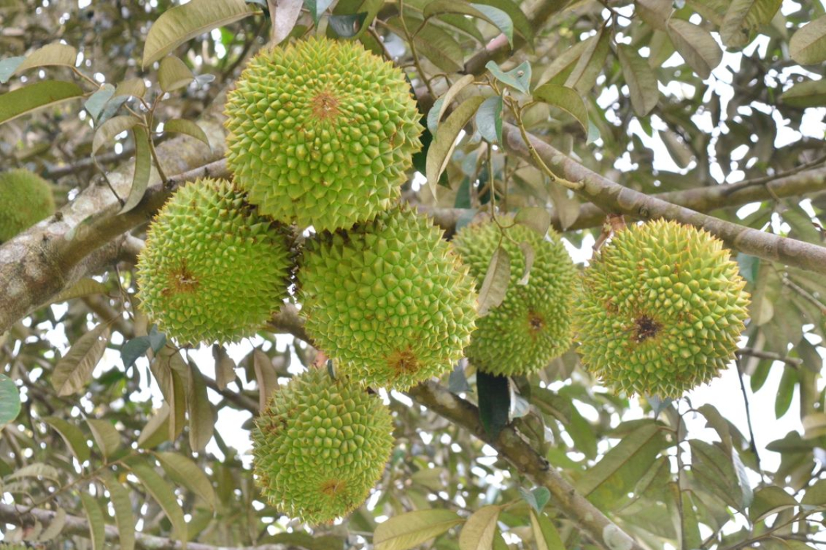 Chế phẩm sinh học giúp hỗ trợ quản lý bệnh hại vùng rễ, cải thiện hệ vi sinh vật đất và tăng cường sức khỏe cây trồng