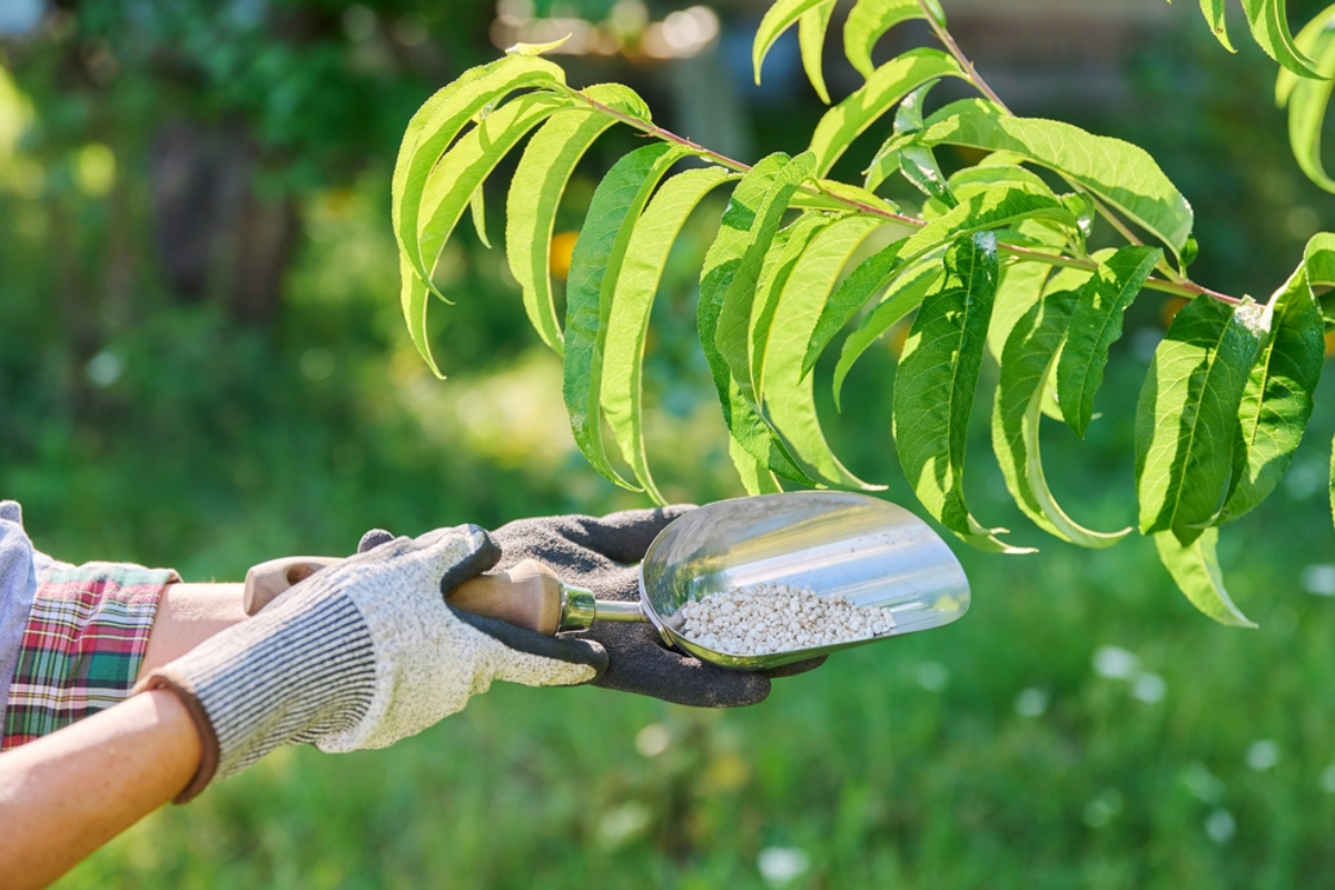Việc bón phân đúng thời điểm và cân đối các nhóm dinh dưỡng sẽ giúp cây nhanh ra rễ mới