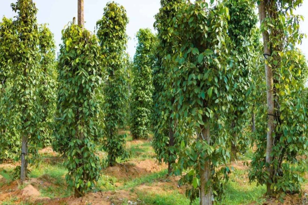 Chỉ nên kéo dây trên những cây khỏe, bộ lá xanh tốt, không bị vàng lá, thối rễ hoặc nhiễm sâu bệnh nặng.
