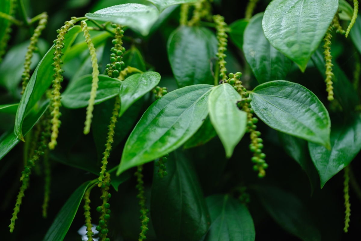 Kỹ thuật chăm sóc để hồ tiêu ra hoa đồng loạt