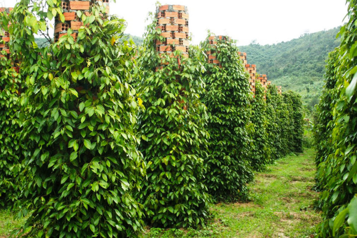 Kỹ thuật kéo chuỗi cơ bản