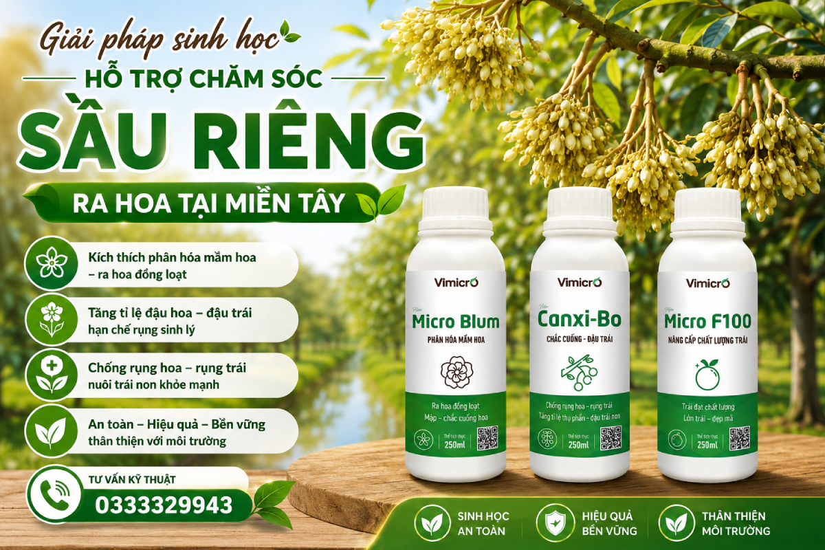Giải pháp sinh học chăm sóc sầu riêng đang trong giai đoạn ra trái