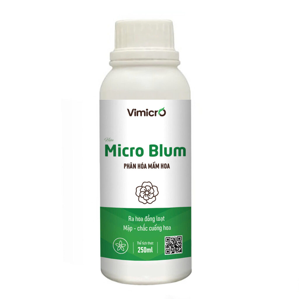 Micro Blum – Phân hoá mầm hoa