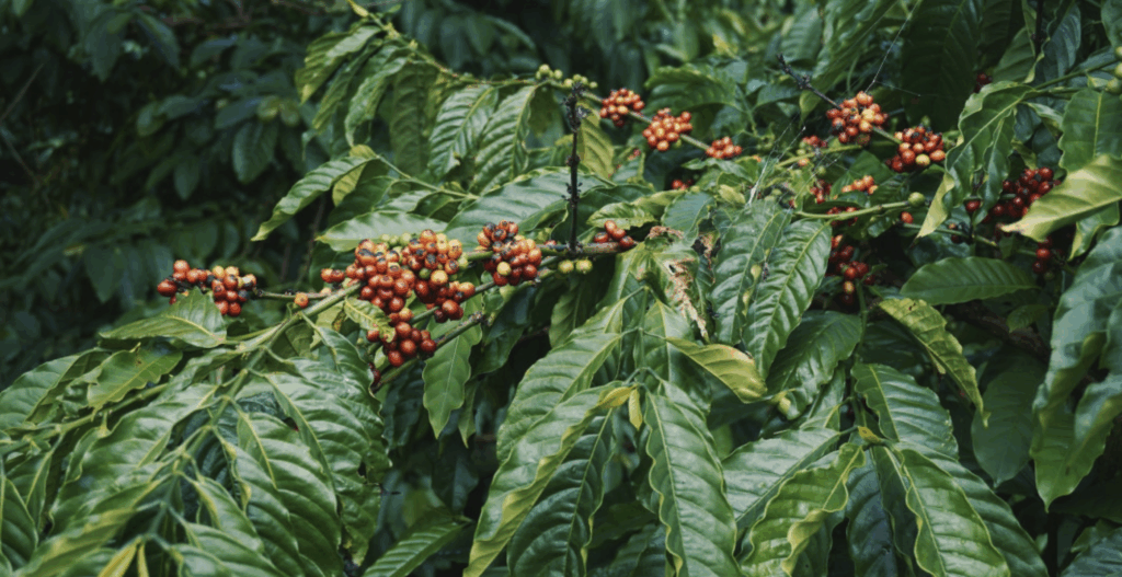 ☕ BÍ KÍP TƯỚI NƯỚC THÔNG MINH CHO CÂY CÀ PHÊ MÙA KHÔ – NẮNG HẠN KHÔNG CÒN LÀ NỖI LO