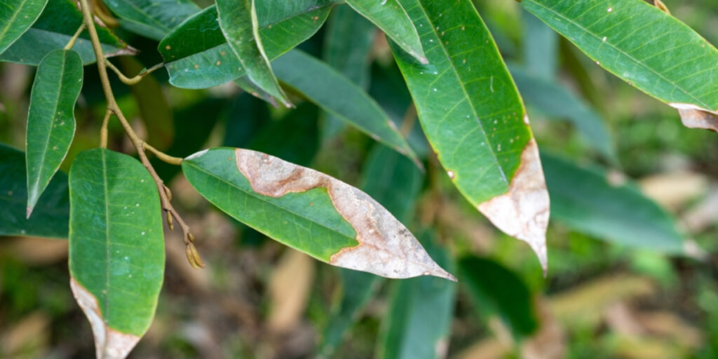 TRUY TÌM “HUNG THỦ” GÂY CHÁY MÉP LÁ CÂY TRỒNG: CẦM TAY CHẨN ĐOÁN – CỨU CÂY CHỈ TRONG 60 GIÂY
