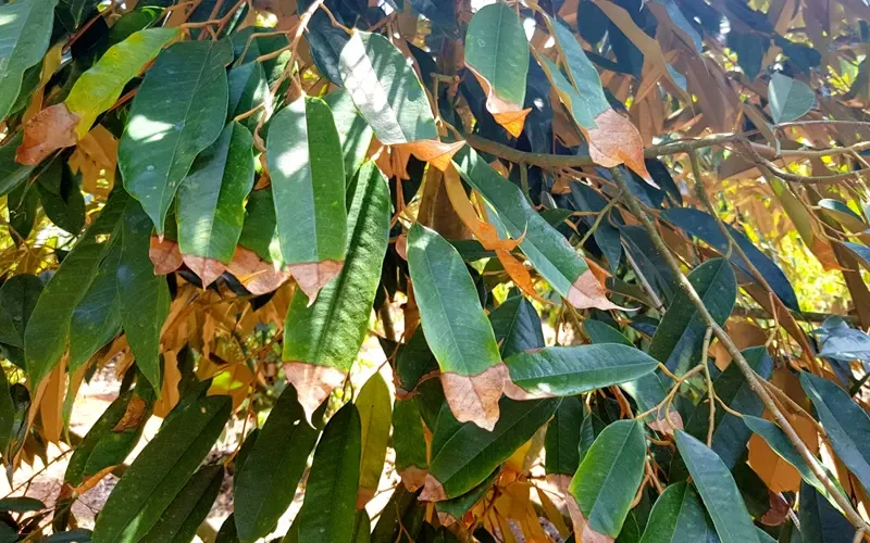 TRUY TÌM “HUNG THỦ” GÂY CHÁY MÉP LÁ: CẦM TAY CHẨN ĐOÁN – CỨU CÂY CHỈ TRONG 60 GIÂY