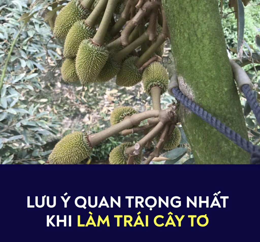 LƯU Ý QUAN TRỌNG NHẤT KHI LÀM TRÁI CÂY TƠ