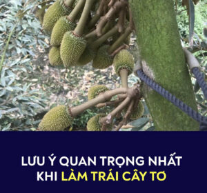 LƯU Ý QUAN TRỌNG NHẤT KHI LÀM TRÁI CÂY TƠ
