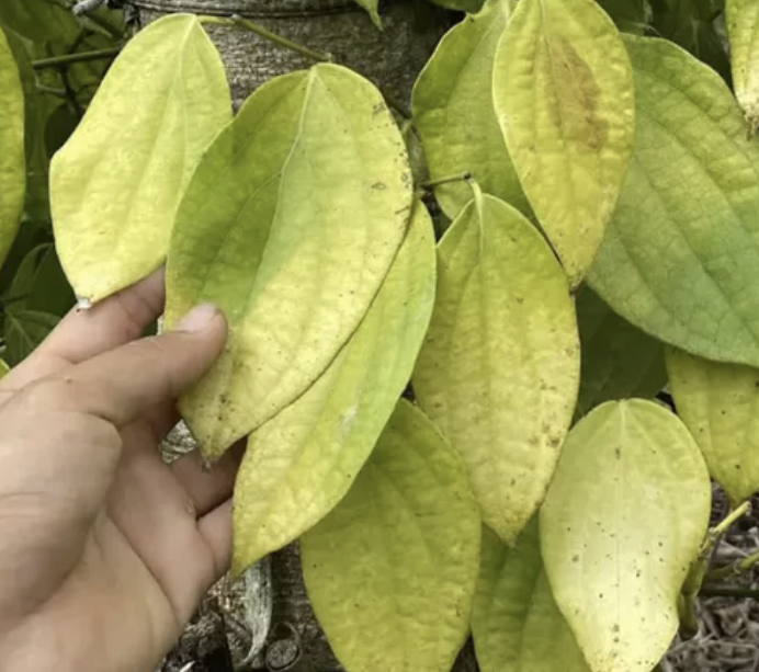 CỨU CÂY TIÊU VÀNG LÁ: PHỤC HỒI TỪ GỐC RỄ – LẤY LẠI VƯỜN XANH