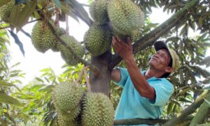Bông sầu riêng bị rụng - hướng sử lý như thế nào ?