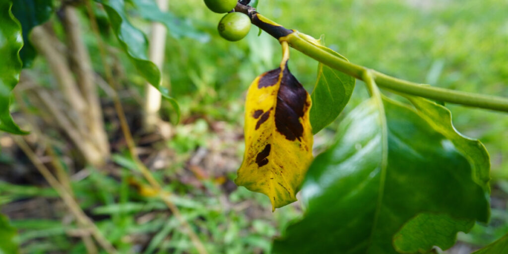 Cà phê vàng lá thiếu chất gì?